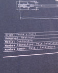 Pala canariensis
